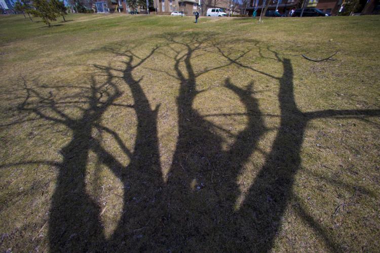 The Tree Project: A maple that won’t let go