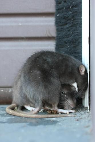 Rat Problem Toronto Toronto’s rats are multiplying, spreading — and winning. So why aren’t ...