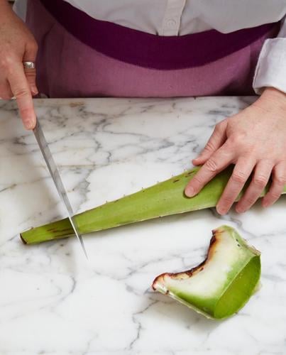 agave sukkulent Agave 'Shaka Zulu' kaufen