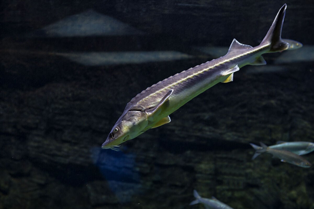 Ontario, U.S. authorities appeal for help to stop sturgeon