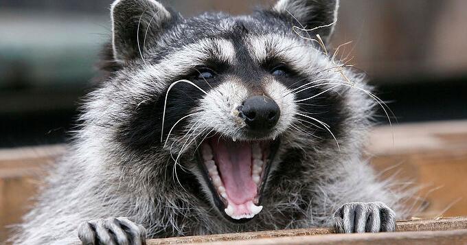 Exhausted Racoon Tired raccoon