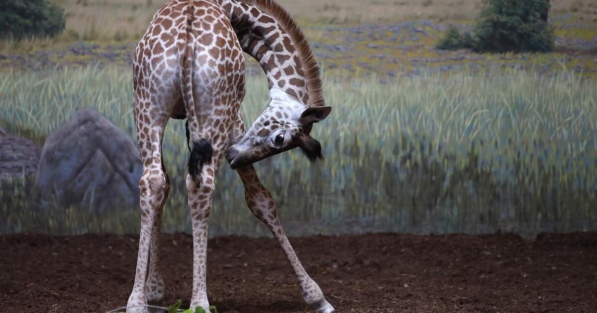 This little giraffe has a big name Toronto Zoo’s ‘Baby Long Legs’ now