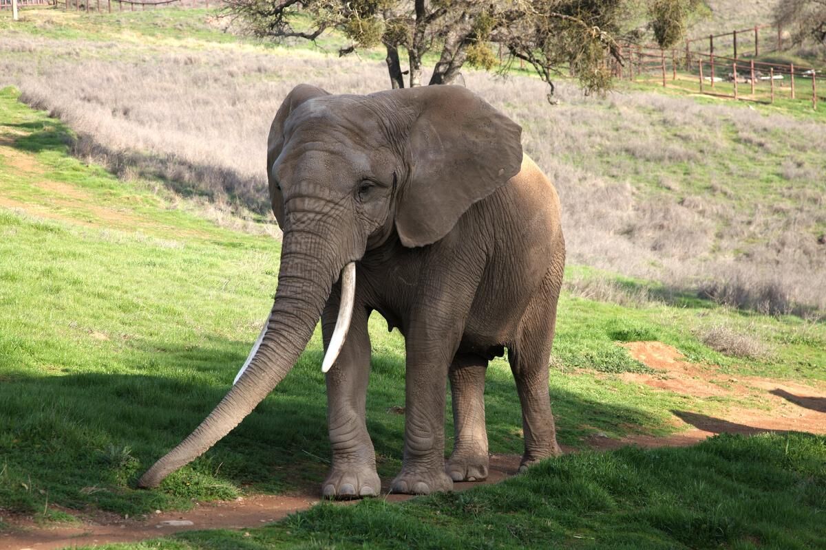 Ivory Coast Elephants iconic jerseys