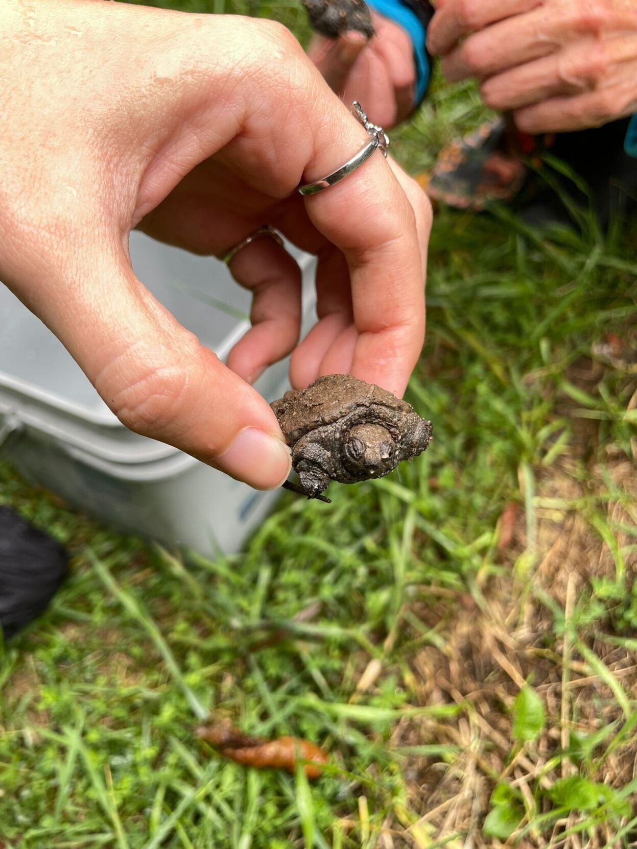Turtle Protectors keep hatchlings safe across Toronto