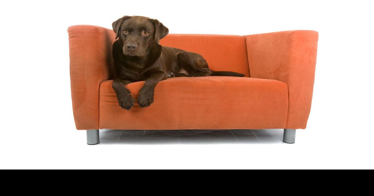 Dog won't stay off the sofa Pet Lovers' Manual