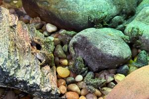 An endangered frog nursery in LA cares for hundreds of tadpoles until they're ready for the wild