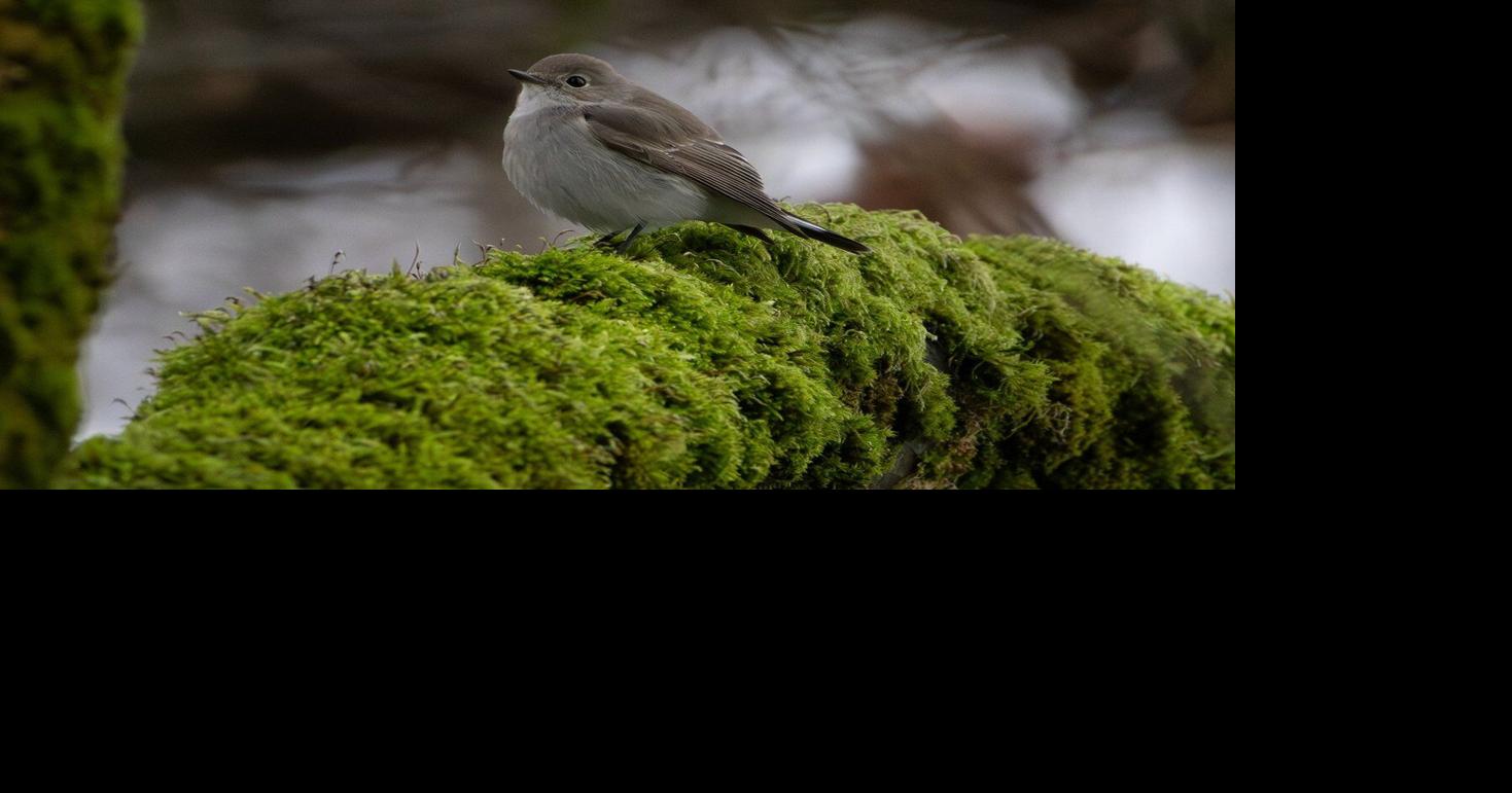 'Once in a generation moment:' Rare taiga flycatcher spotted in Vancouver