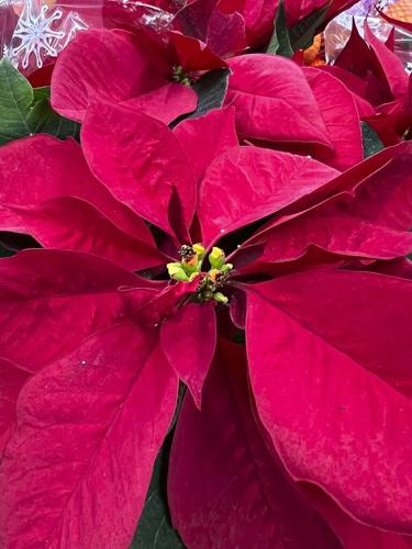 Not so fast: You could toss your poinsettias, or help them 'bloom' again next year