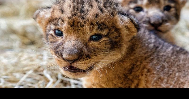 Little cubs