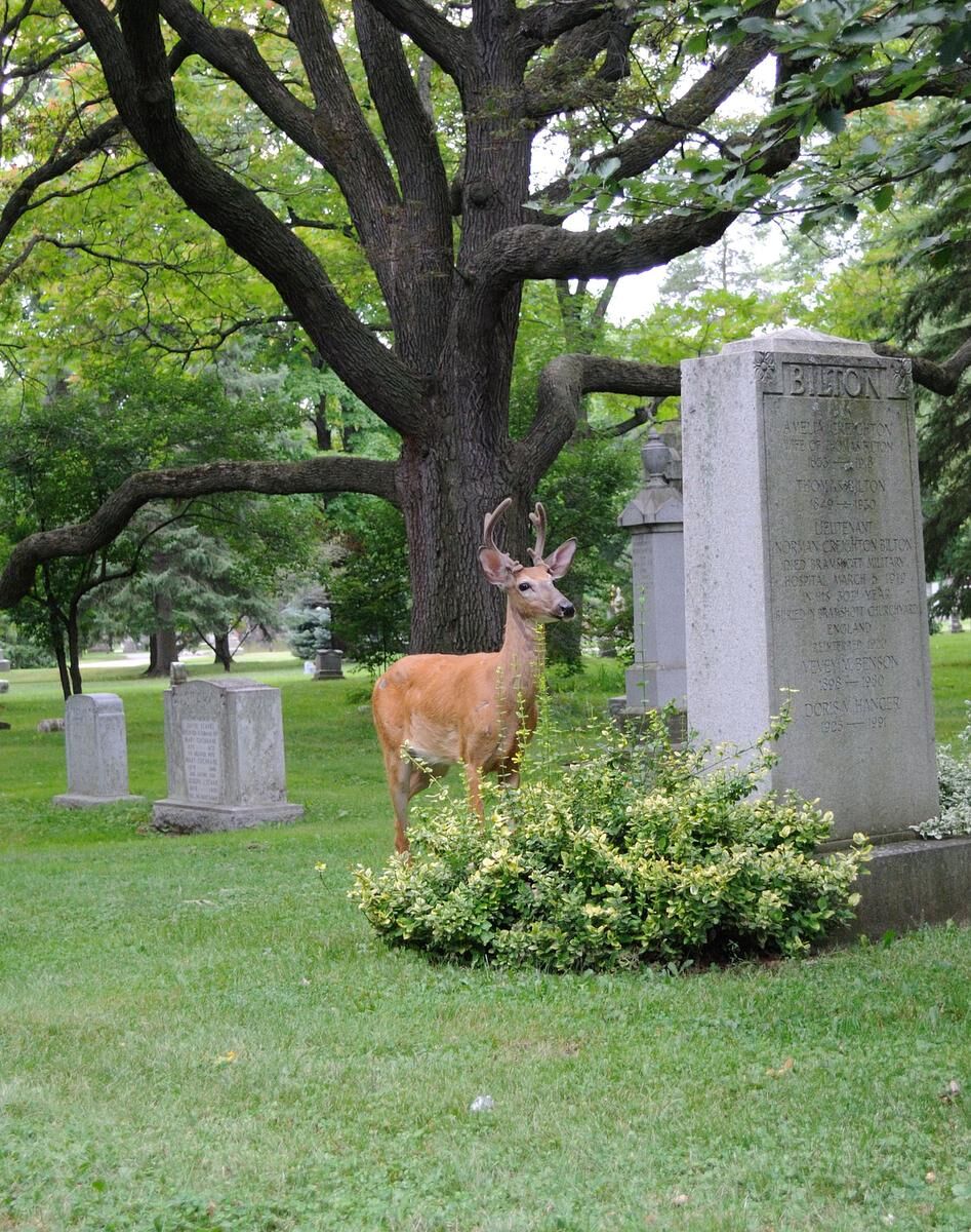 Trapped in a cemetery — and dying to get out