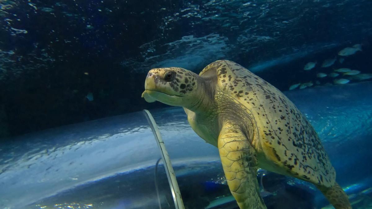 Ripley's Aquarium tries for world record with livestream