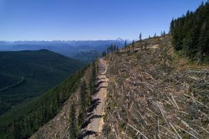 British Columbia is logging its last old growth. Protesters are sleeping in the road to stop it