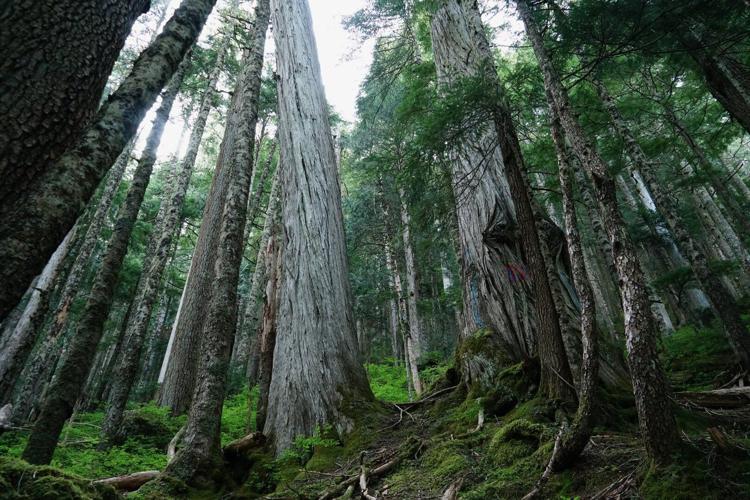 Lichen, logging, land rights: Complex forces play out in fate of ...