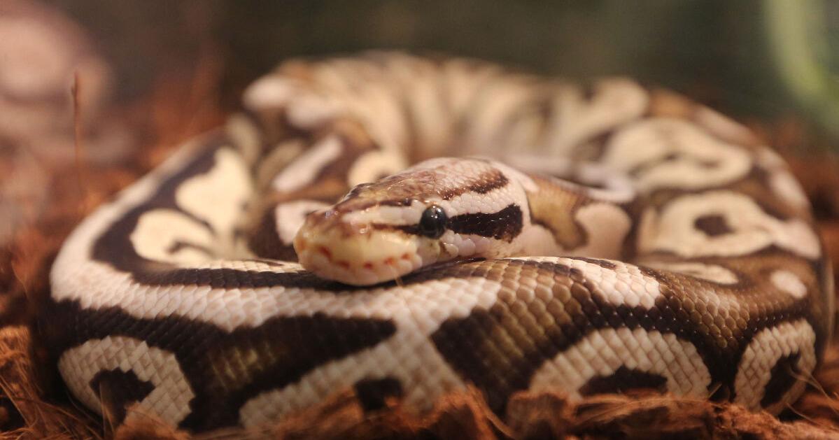 South Florida police find about 100 dead ball pythons in home