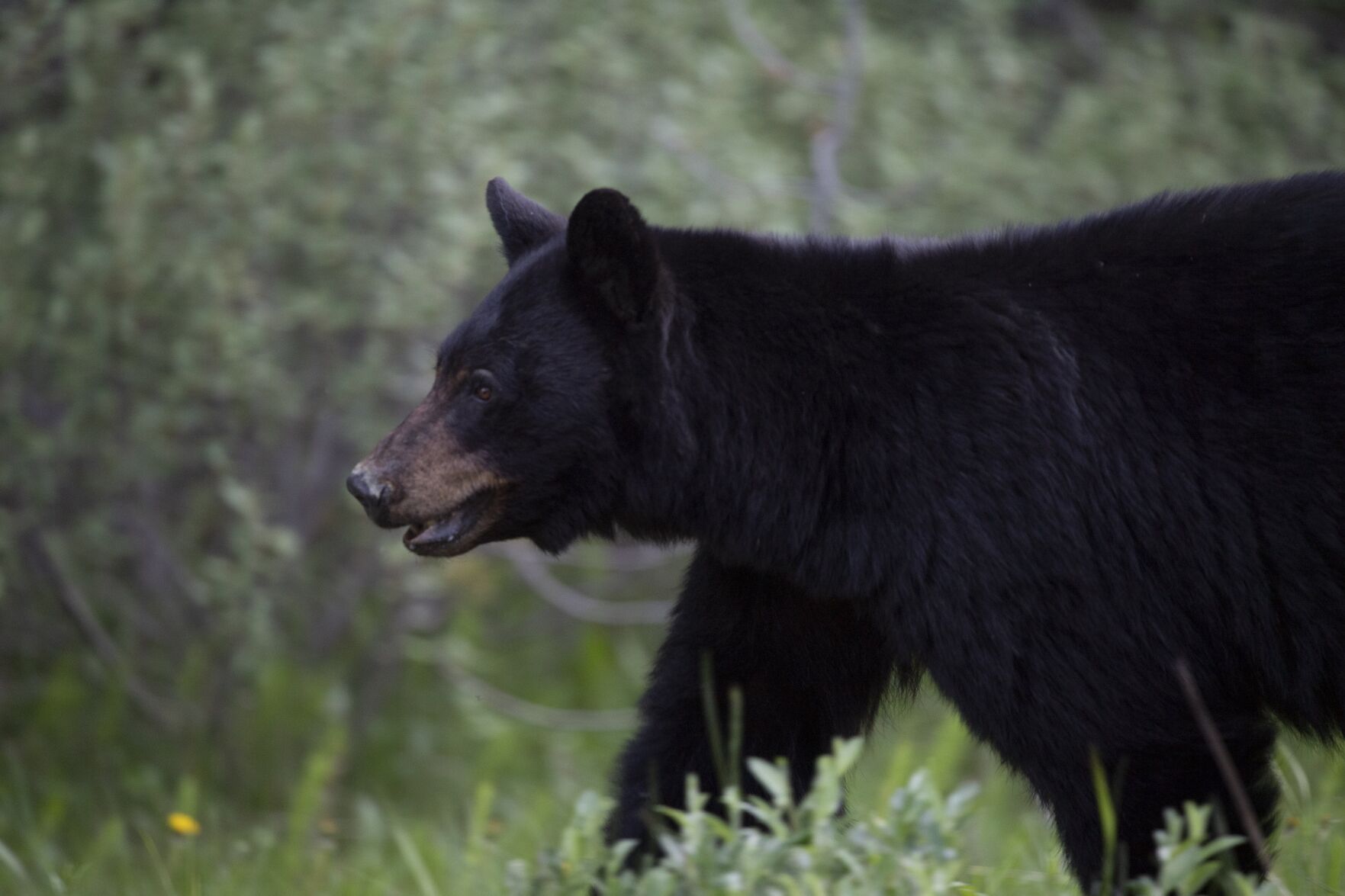 Bears coming out of hibernation early due to milder winter