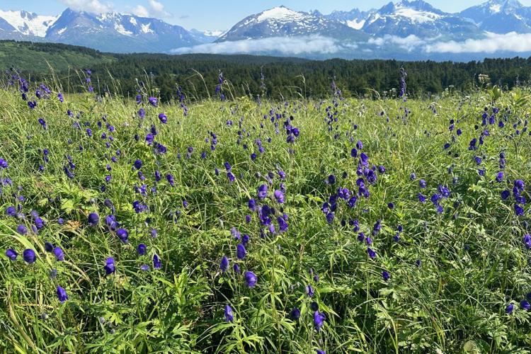 Wildflower View CREDIT Nicole Melancon.JPG