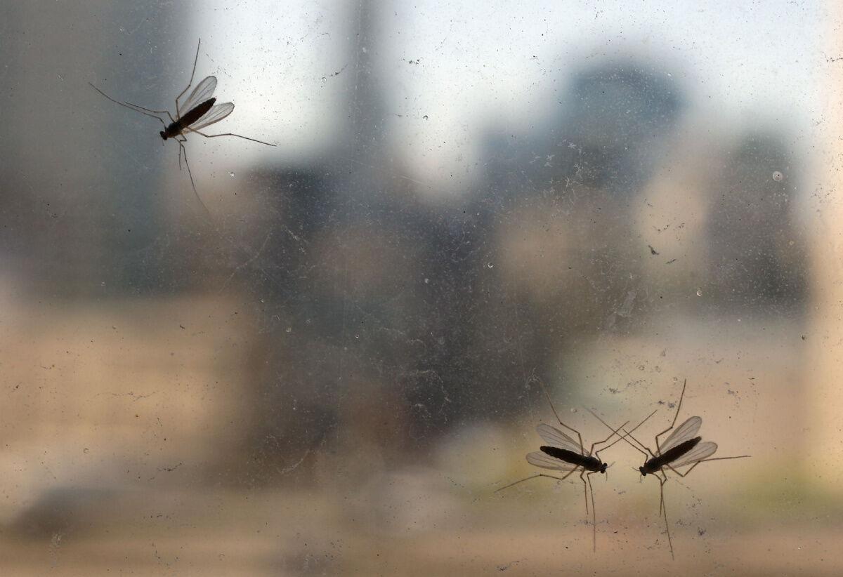 Why Winnipeggers are noticing more fruit flies right now