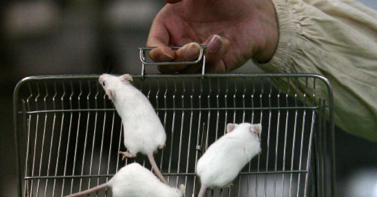Lab mice stressed by smell of male researchers: McGill study