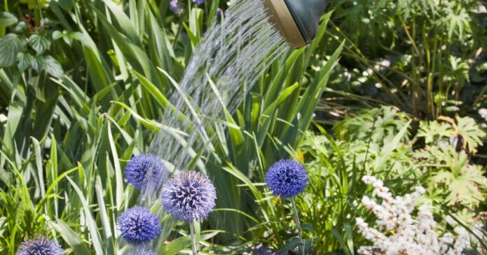 How to wet your plants: Using human urine as fertilizer