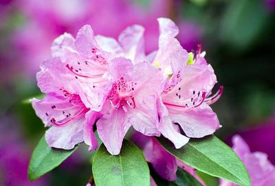 Rhododendrons at Canada Blooms