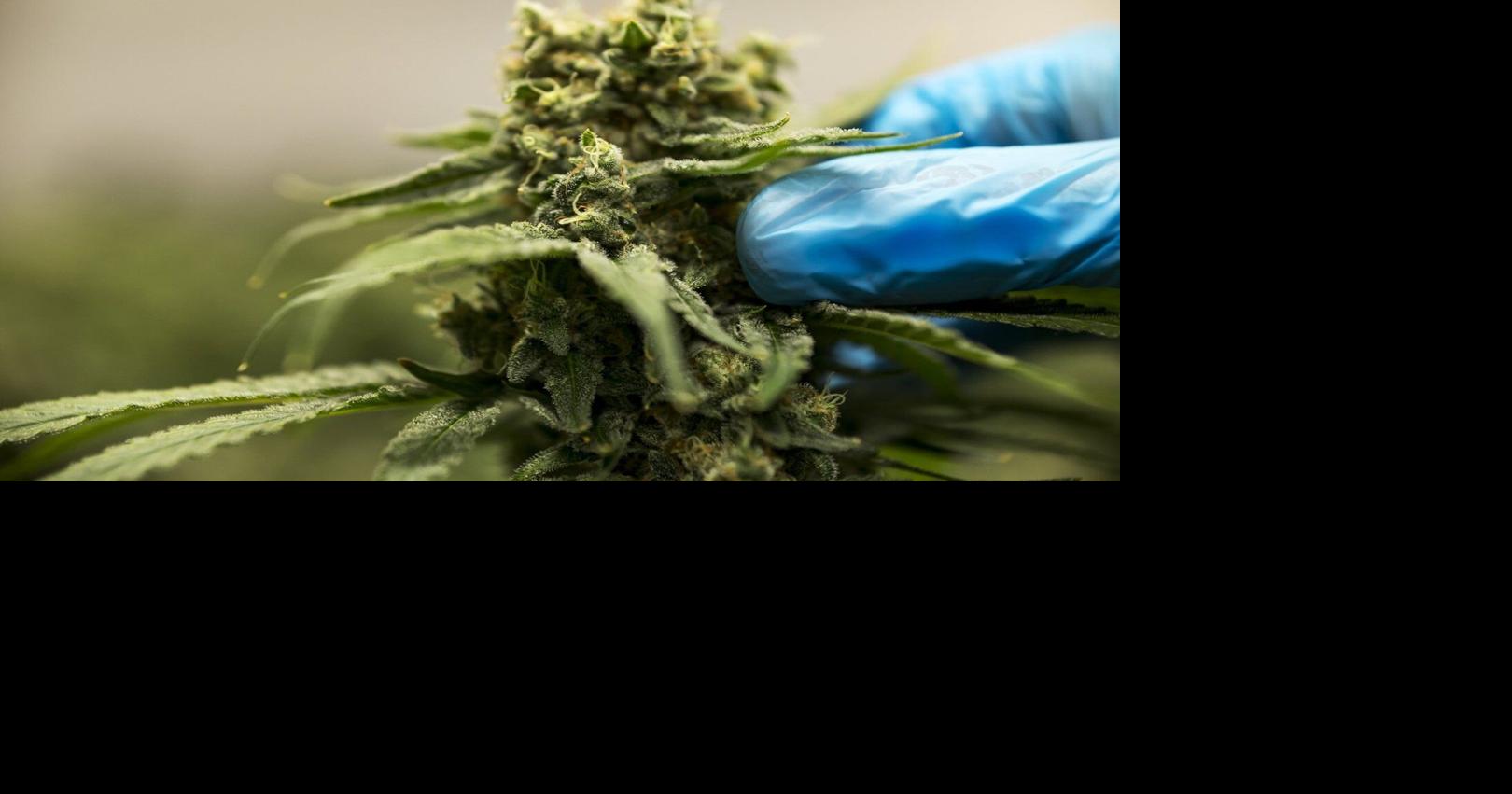 Cannabis stocks surge after reports of Trump planning to ease federal restrictions