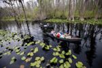 Georgia's Okefenokee Swamp among new additions to join UNESCO's World Heritage List