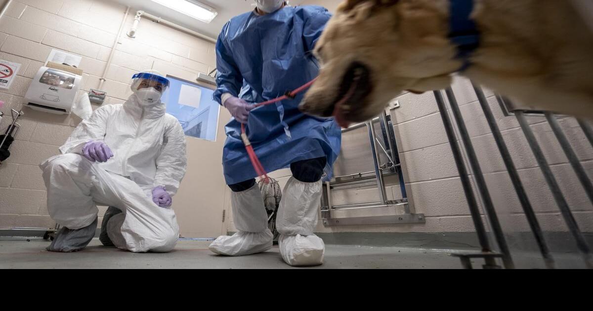 What happens if a dog gets coronavirus? This scientist has a plan