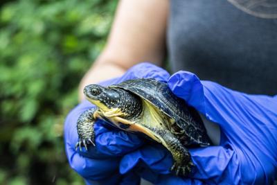Zoo warns of extinctions if Ontario mining bill becomes law