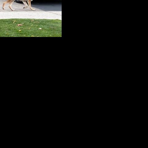 Bunny the internet-famous coyote is getting a little too comfortable with humans. The city of Mississauga is sounding the alarm