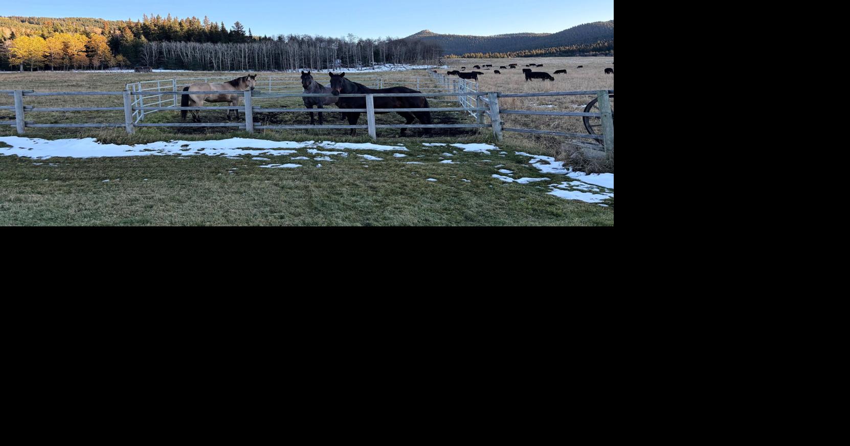 Forget the cowboy clichés: In southern Alberta, I immersed myself in a quieter version of ranch life