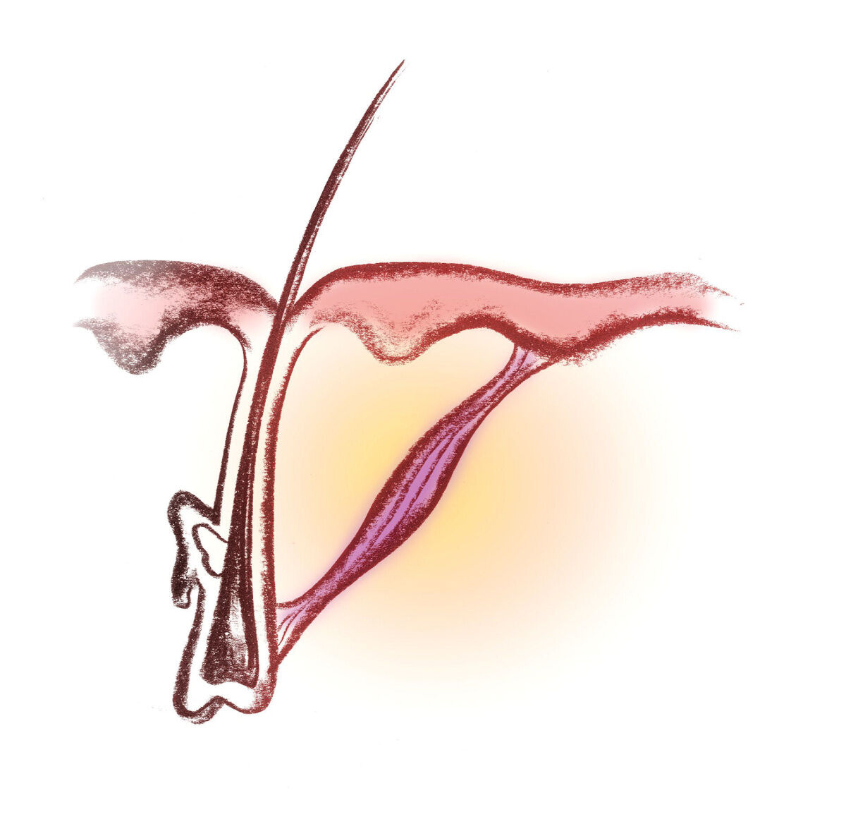 Pili Erector Muscles