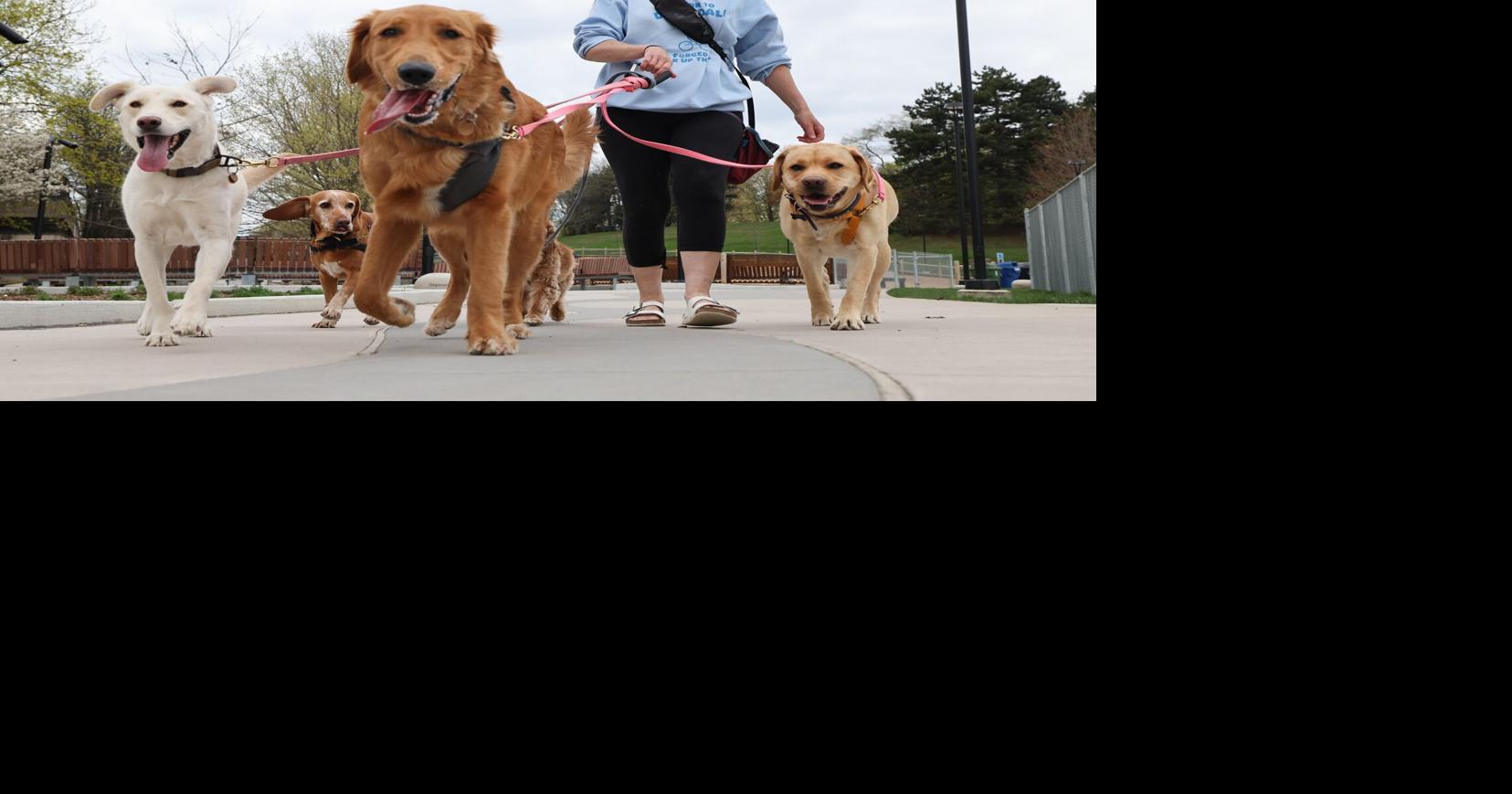 5 Toronto dog walkers reveal their wildest stories, from flying sex toys to awkward owner run-ins