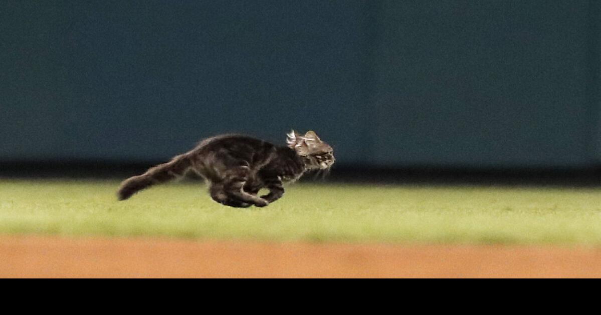 Cardinals' Rally Cat is home safe after being lost on the streets of St.  Louis 