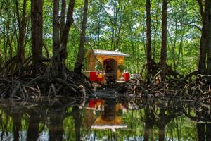 Coastal construction projects threaten the mangrove forest that protects Vietnam's biggest city