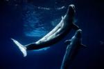 Everyone loved Marineland - then the tide turned. A look inside the park's final days