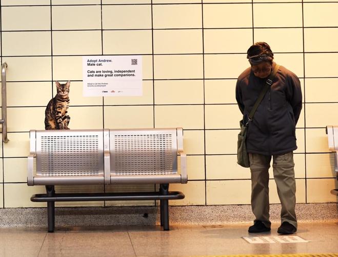 Adorable pet display at Spadina station to encourage adoption