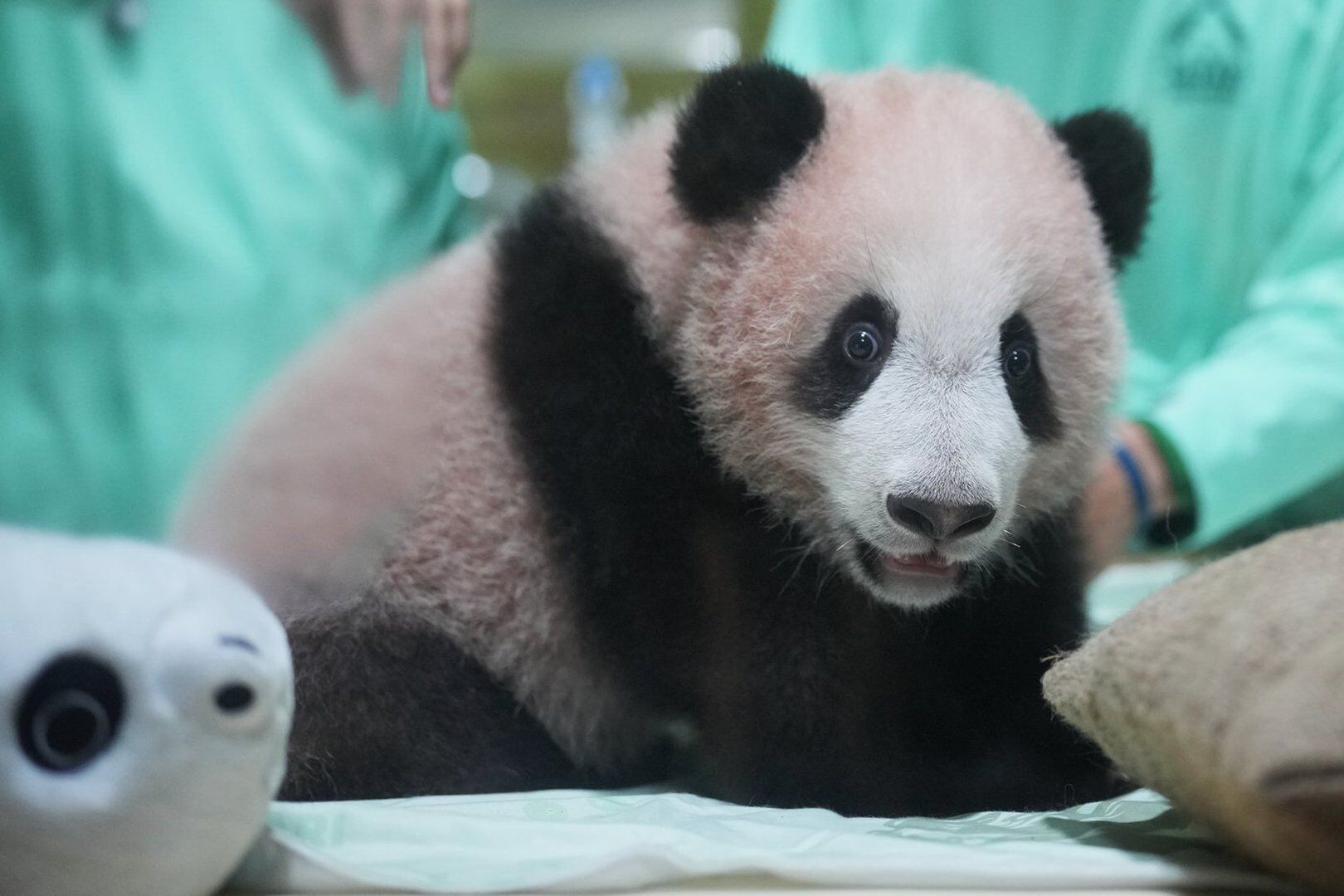 Indonesia's first giant panda cub, Rio, is growing and healthy before ...