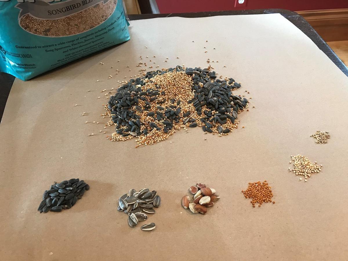 How a bag of bird seed can grow into a bird garden