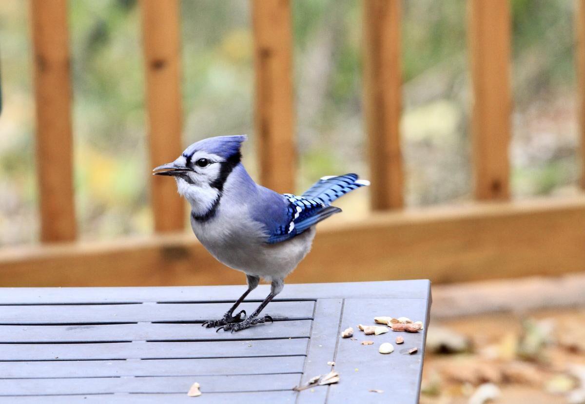Squirrels vs. blue jays: As they prepare for winter who deserves 