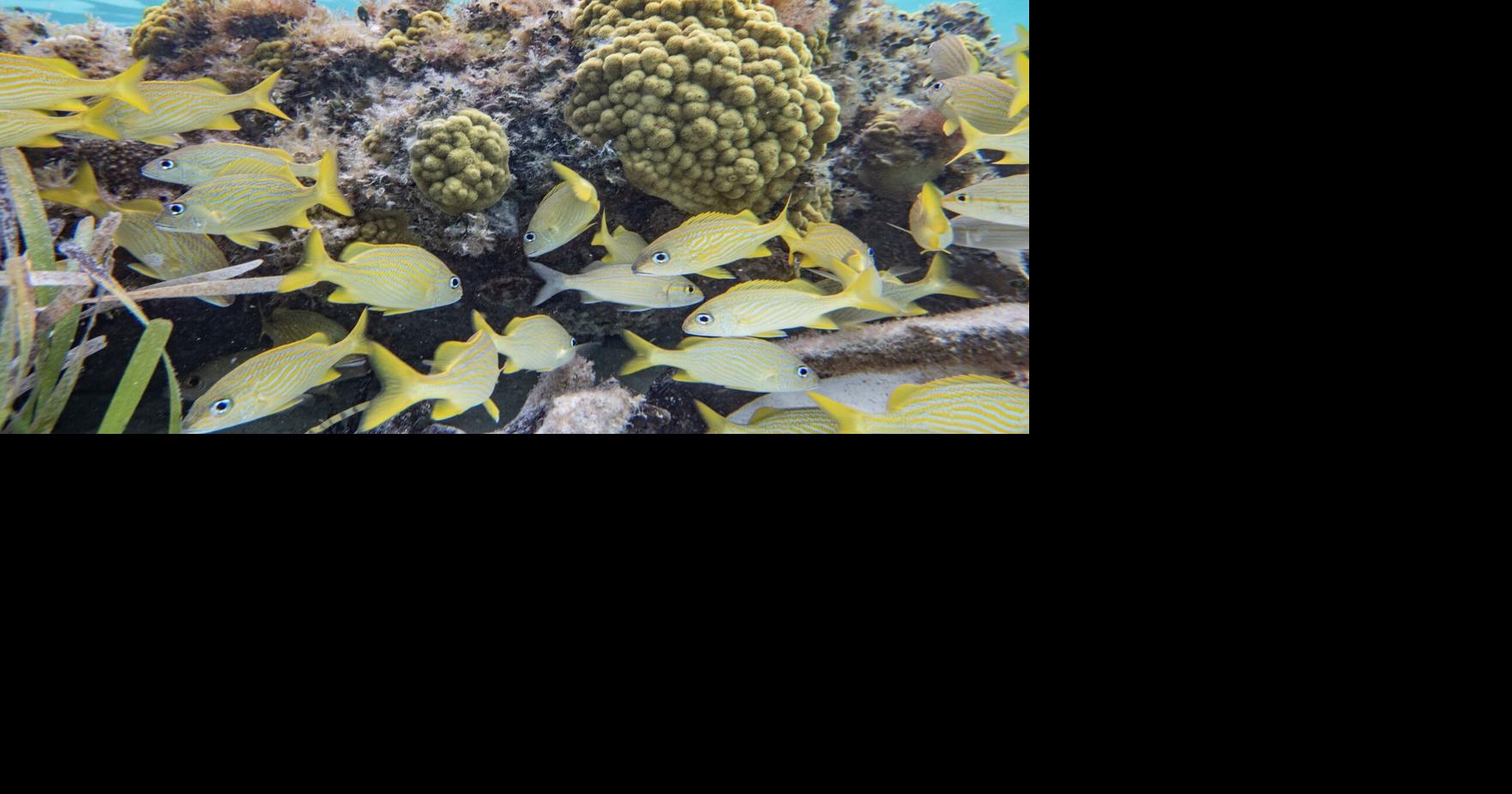 How to spend 36 hours in Cozumel, Mexico