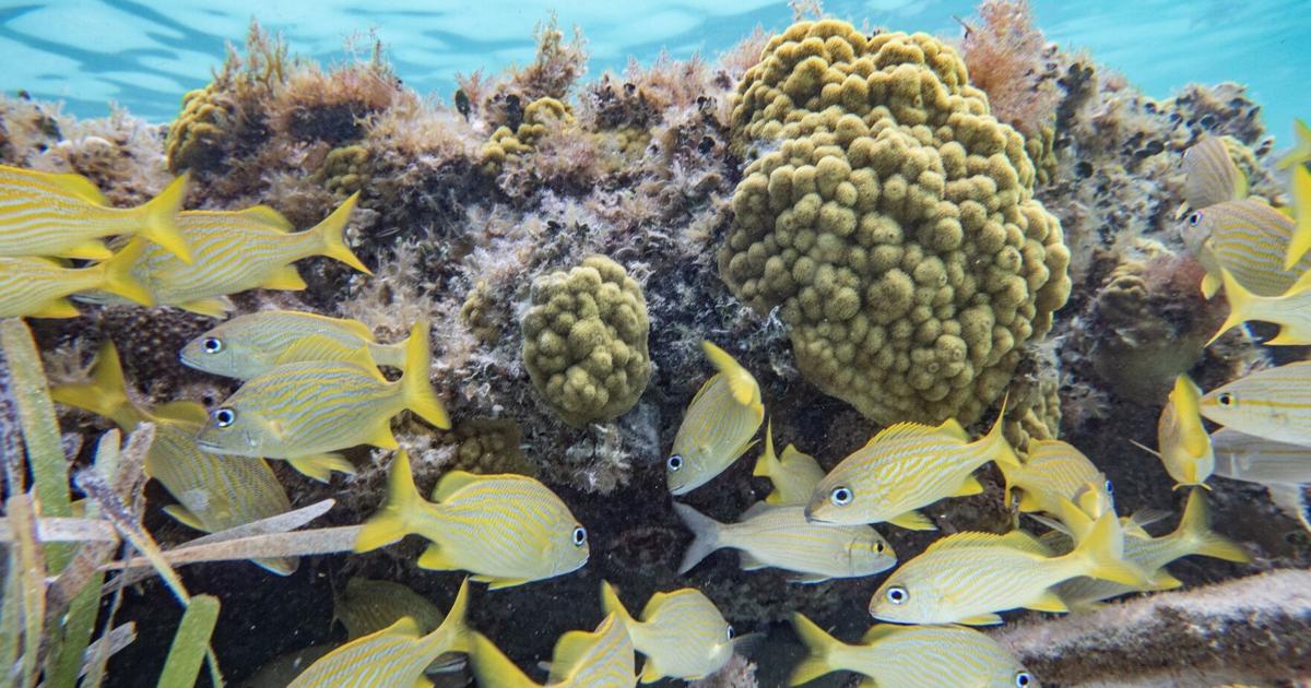 How to spend 36 hours in Cozumel, Mexico