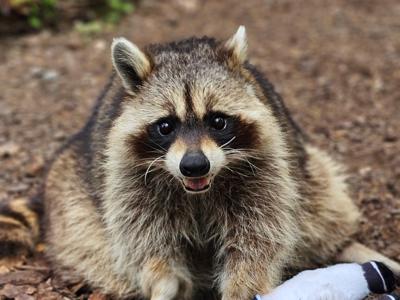 macro-the-raccoon.jpg