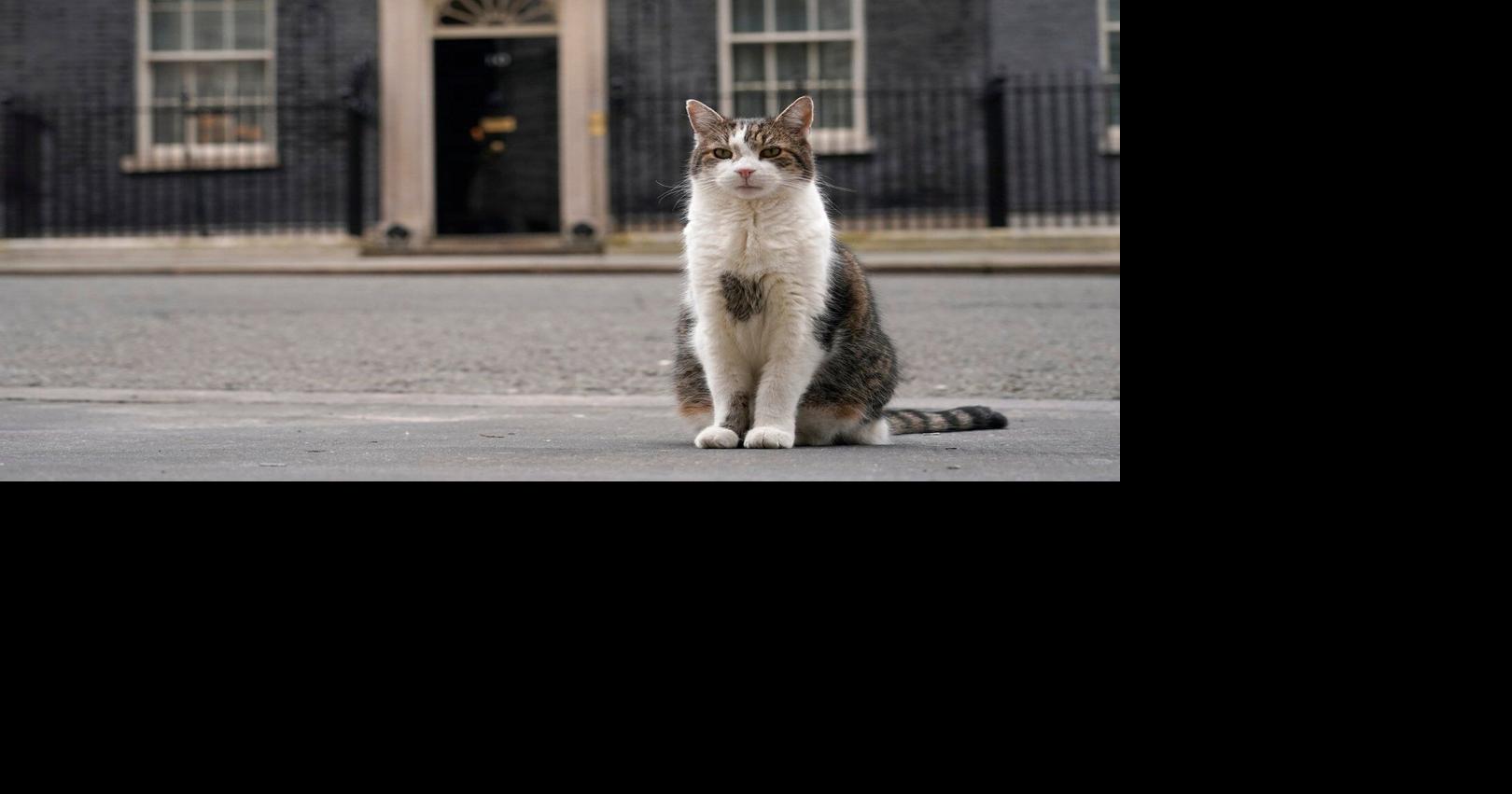 Larry the cat, Britain’s Chief Mouser at 10 Downing Street for 15 years, in photos