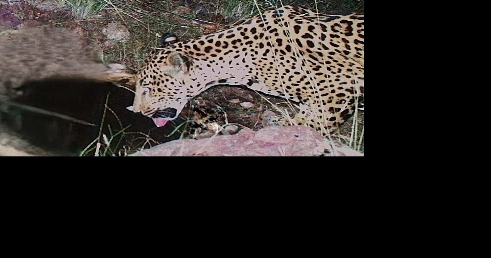 A new jaguar spotted in Arizona points to progress in the endangered species’ recovery