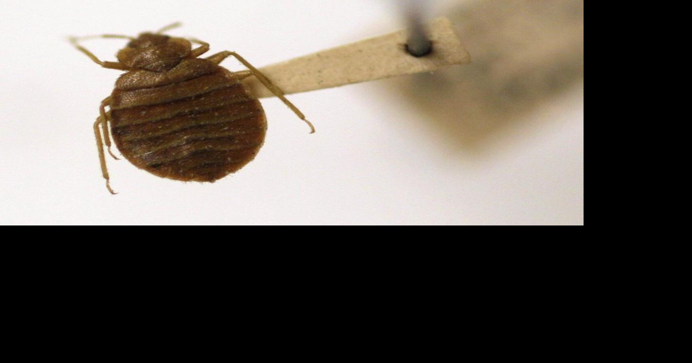 Hundreds of pests found in federal buildings as feds draft back-to-office plan