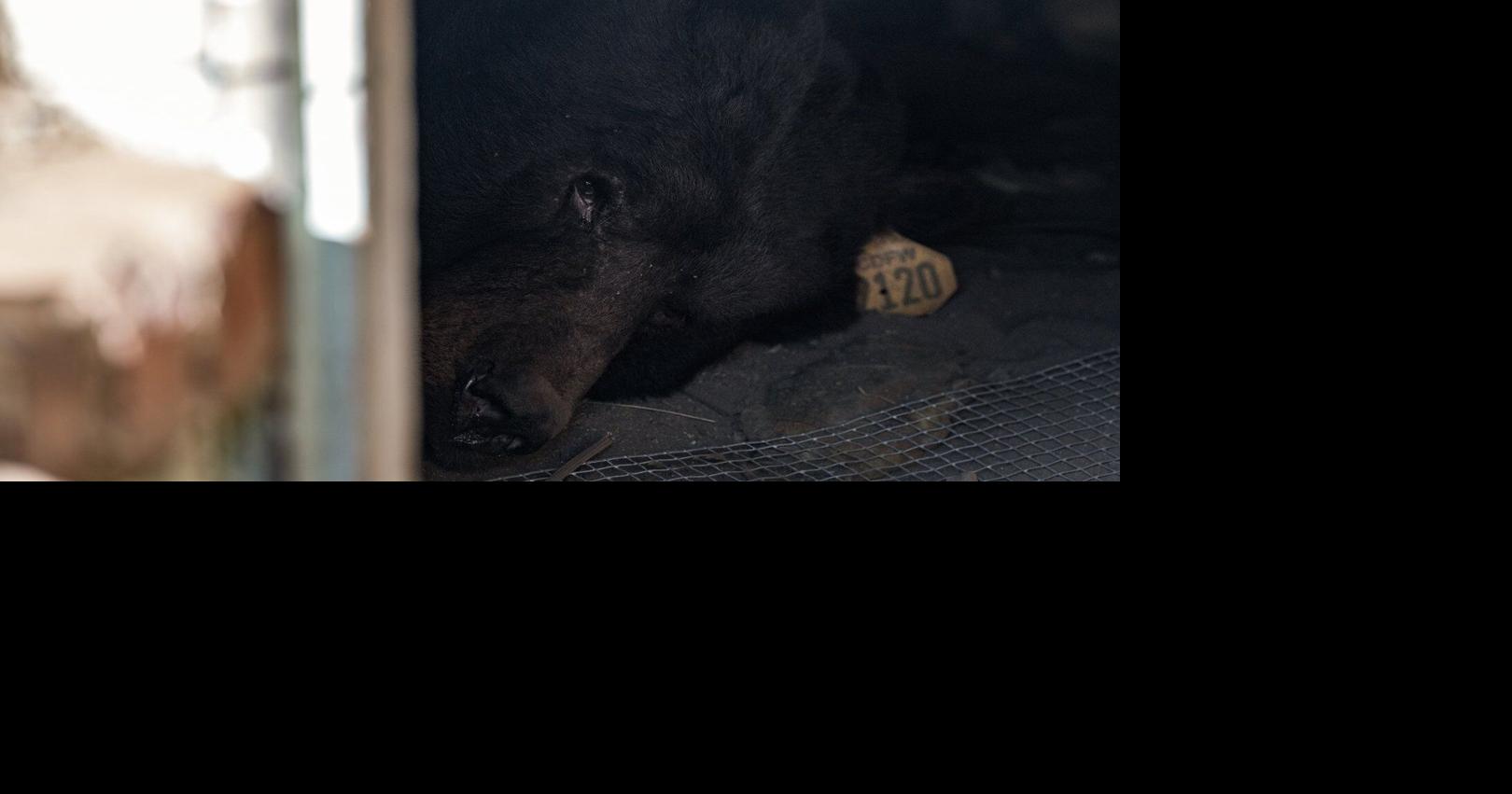 Southern California man gets an unwanted housemate: A black bear in his crawl space