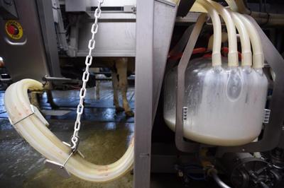 Judge doesn't swallow B.C. 'cow share' operator's raw milk case in decades-long fight