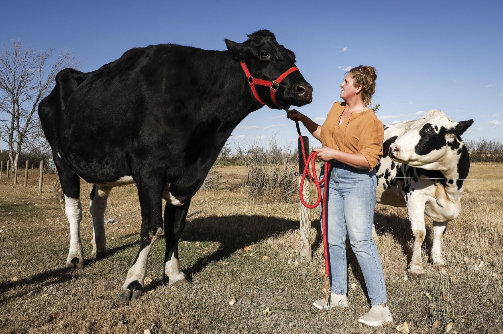 An Alberta farm is home to Beef, the world's tallest steer