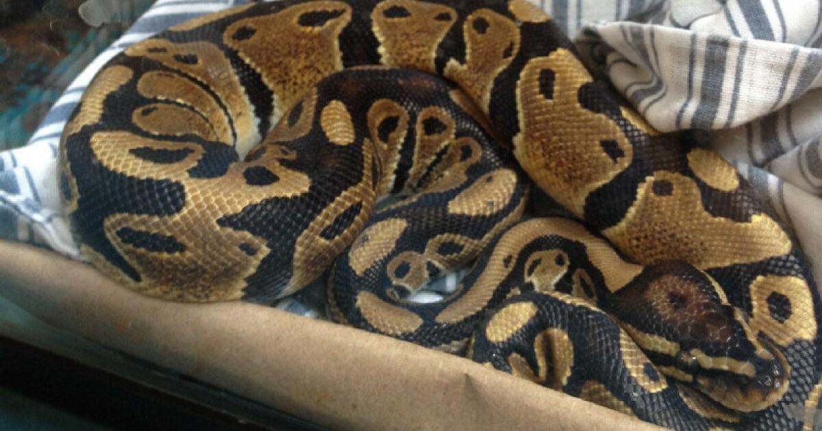 Python found in Annex bathroom