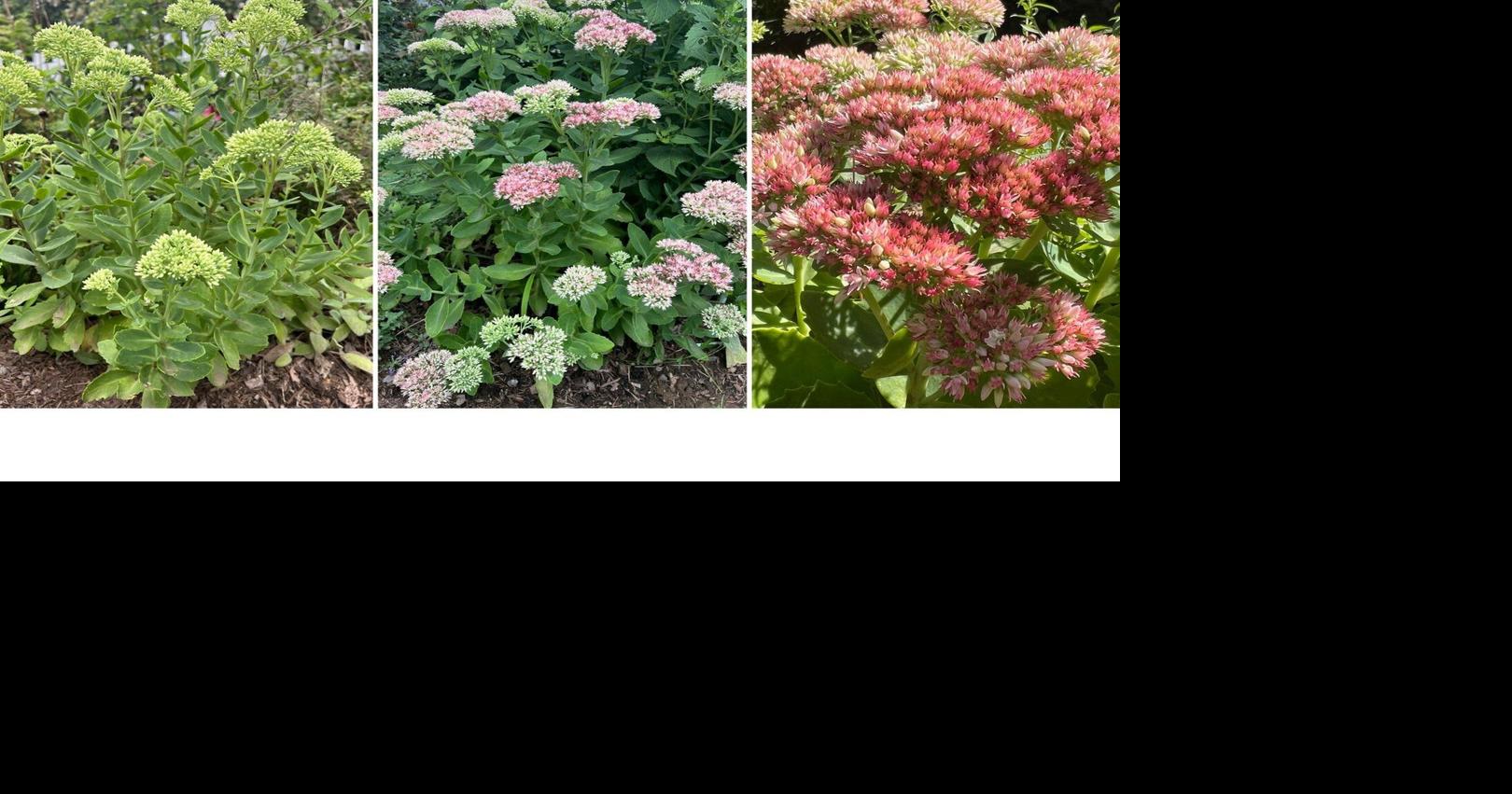 These plants add color to gardens and pots when summer flowers fade